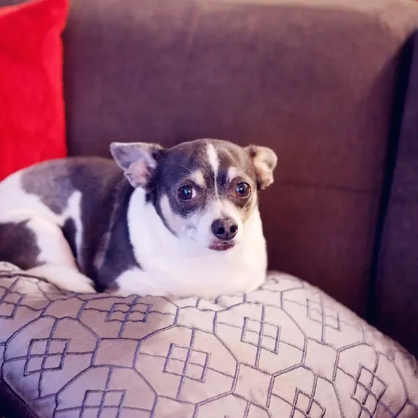 Facts About Obesity in Pets