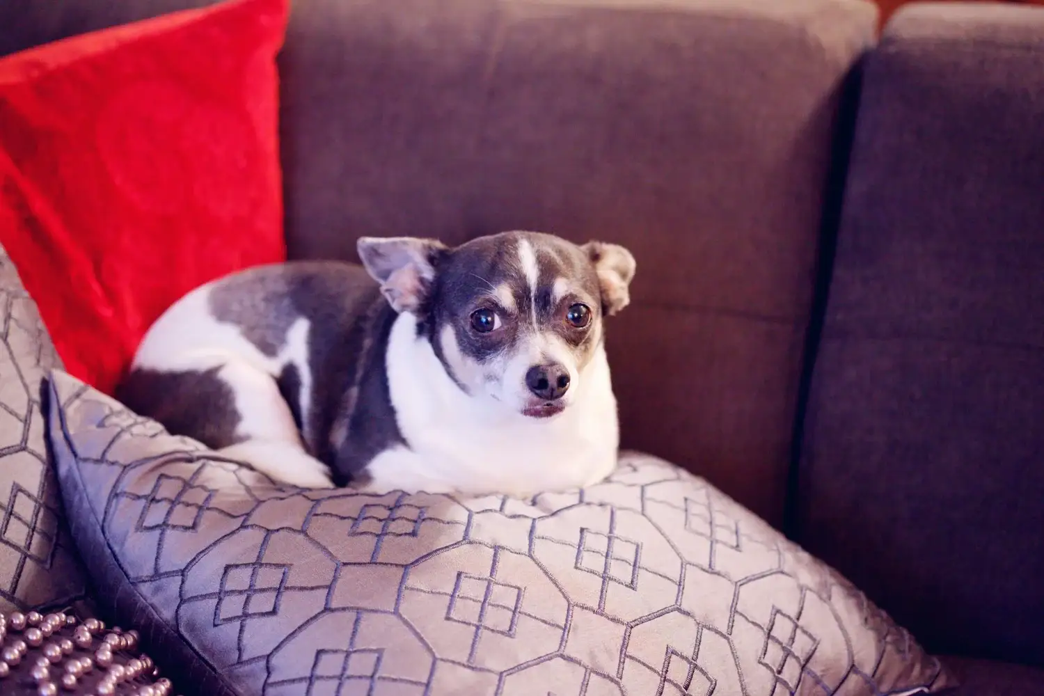 Obesity in Pets