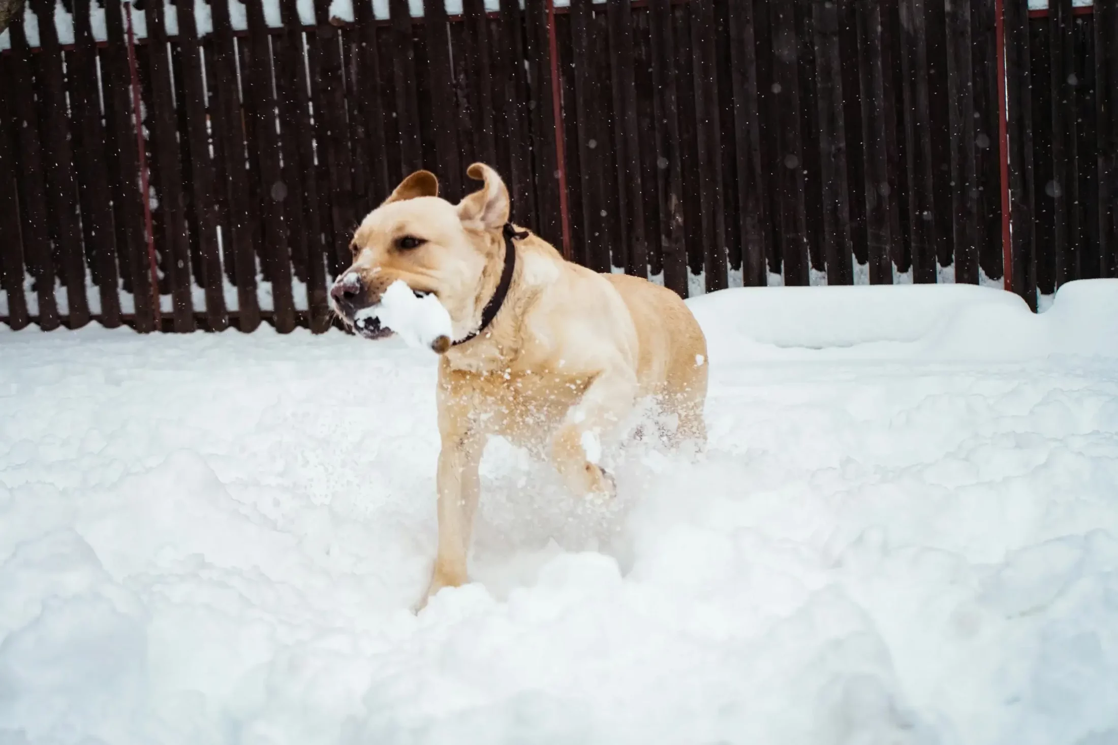 Paws in Winter Weather