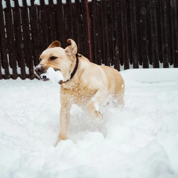 How to Care for Pets’ Paws in Winter Weather