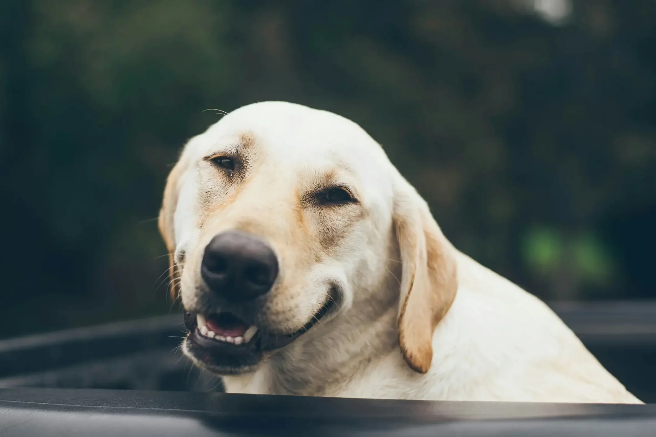 Pet Dental Health
