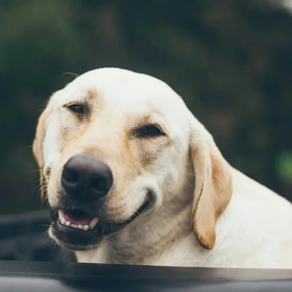 Celebrate National Pet Dental Health Month with High Desert Veterinary