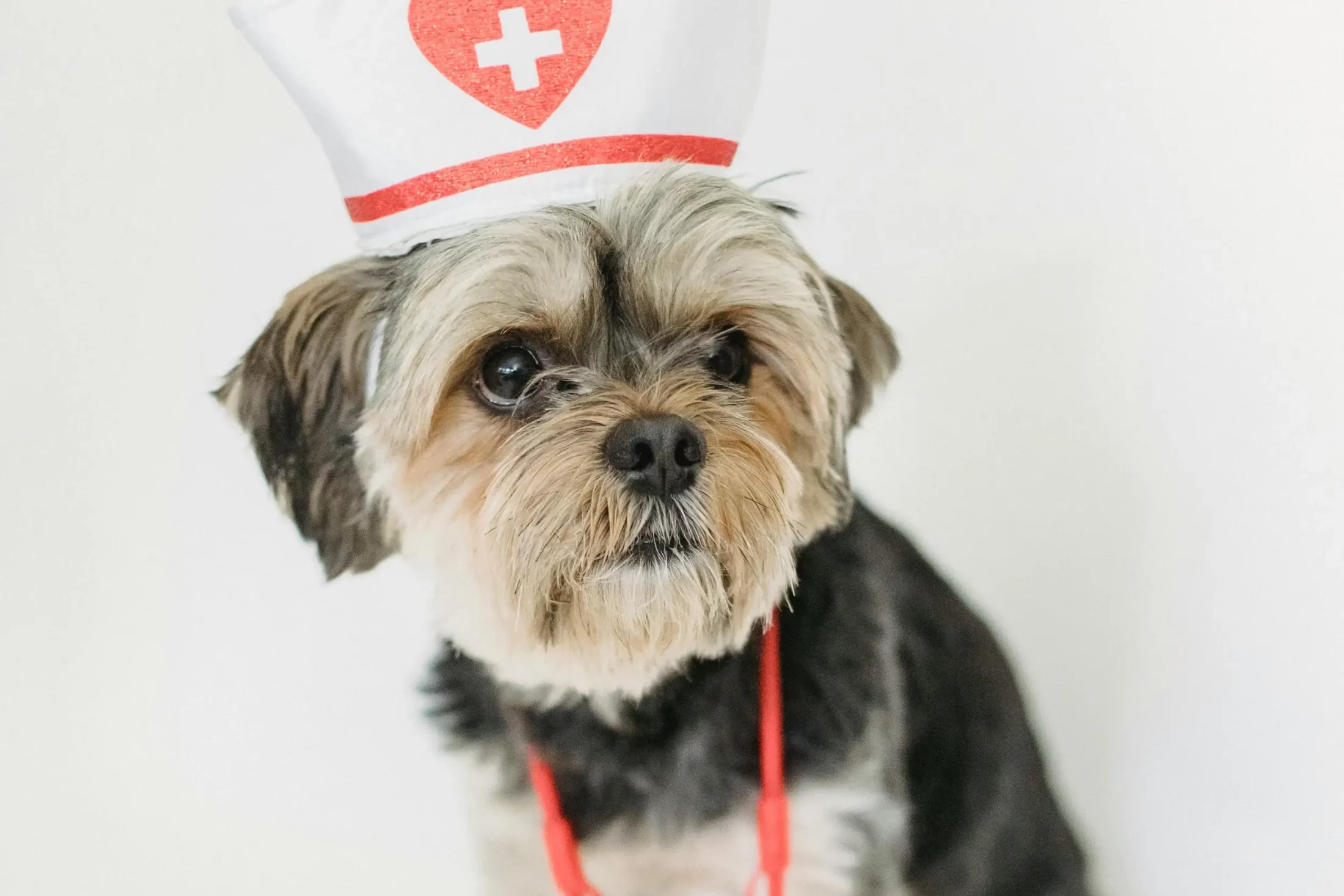 Pet Heart Health
