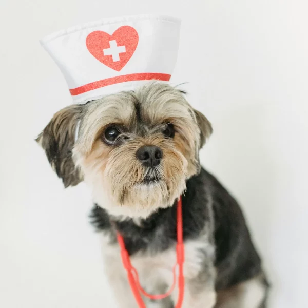 Follow These Tips to Keep Your Pet’s Heart Healthy