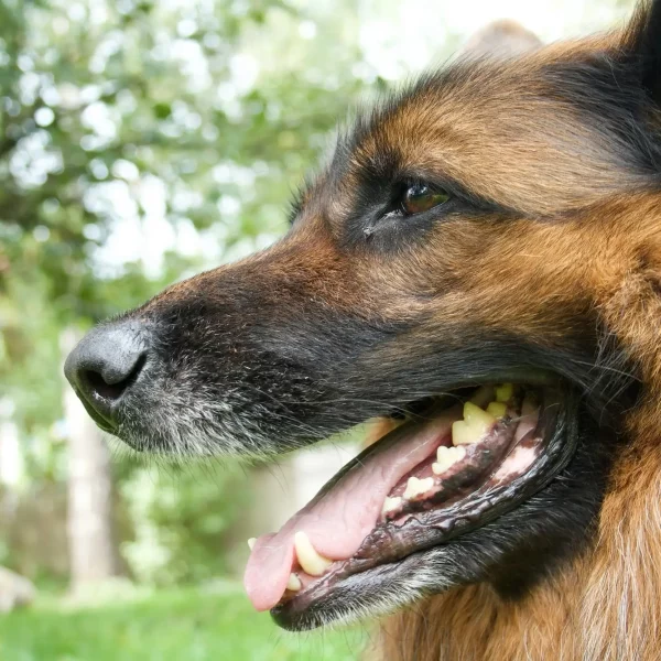 Why Your Pet’s Dental Health Matters More Than You Think