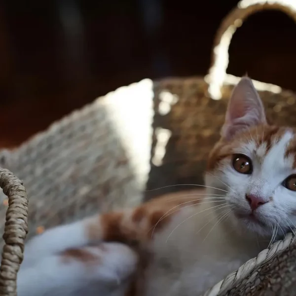 Is There a Way to Tell If a Pet Is in Pain?