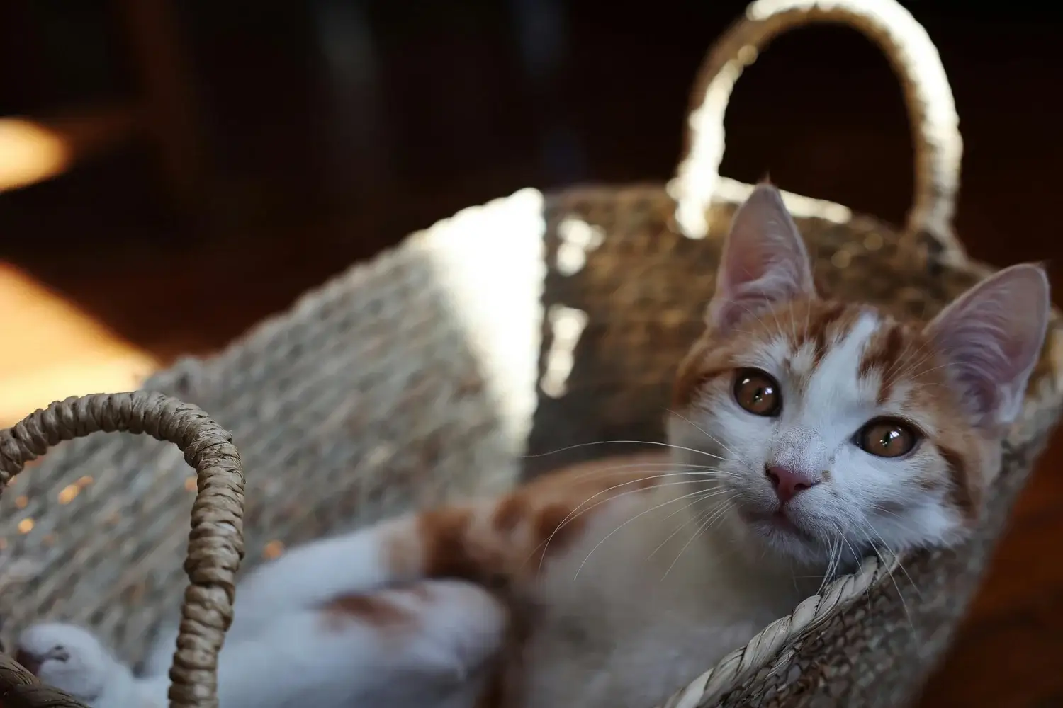 Recognizing Pain in Pets