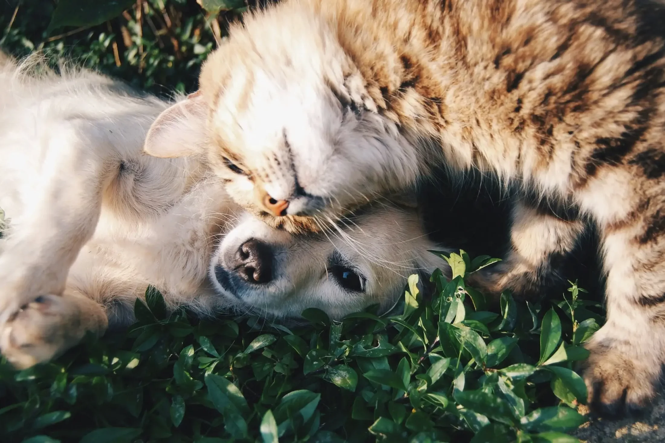 Saying Goodbye to a Pet