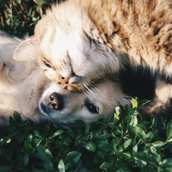 When is the Right Time to Say Goodbye to Your Beloved Pet?