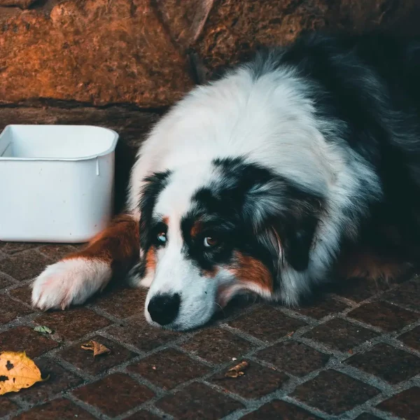 Toxic Foods to Avoid for Pets
