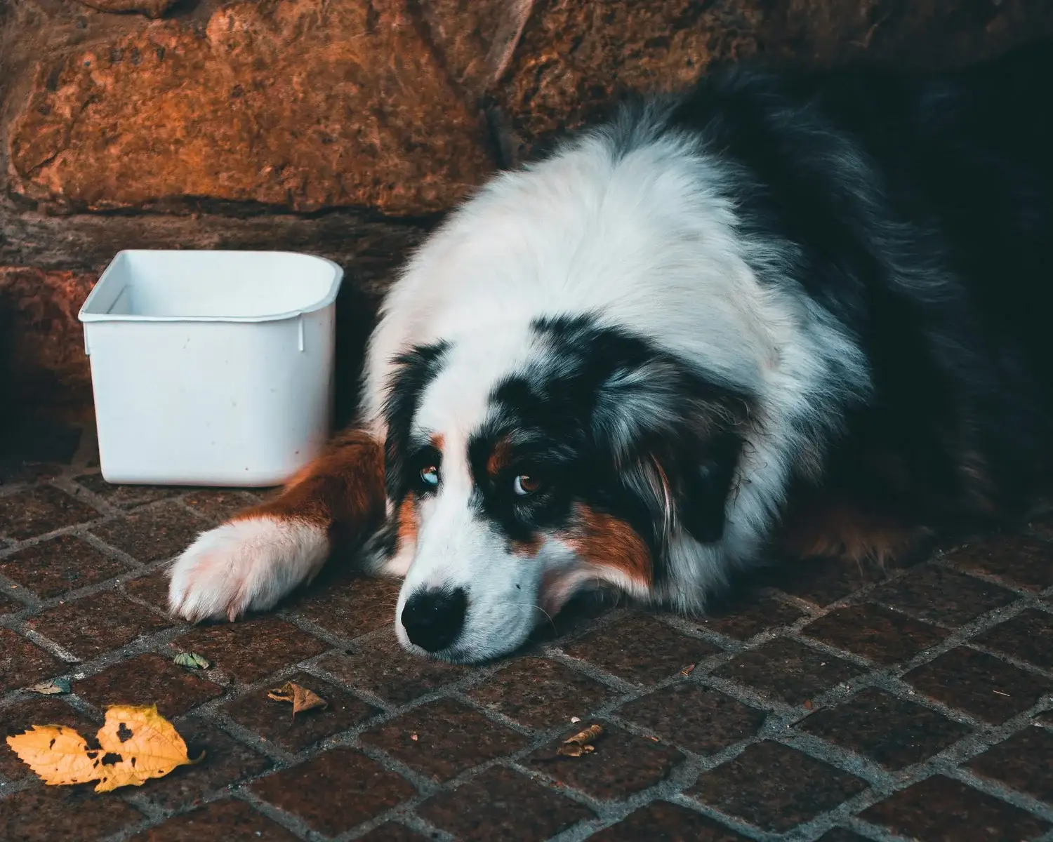 Toxic Food for Pets