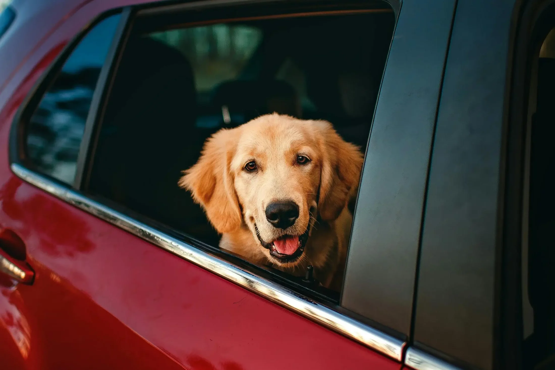 Travel with Pets