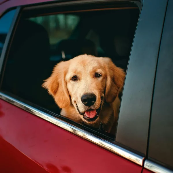 Holiday Travel Tips for Pet Owners: Keeping Your Pet Safe and Comfortable on the Go