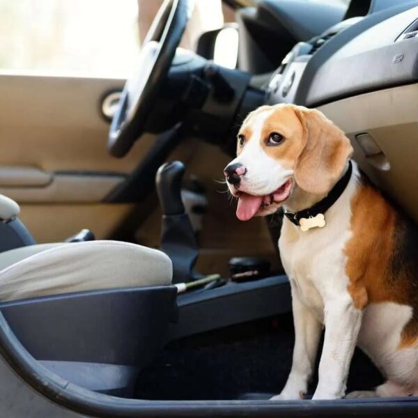 How to Help a Dog With Car Sickness