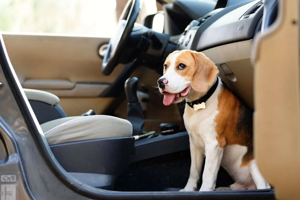 carsick beagle